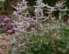 Corydalis tauricola